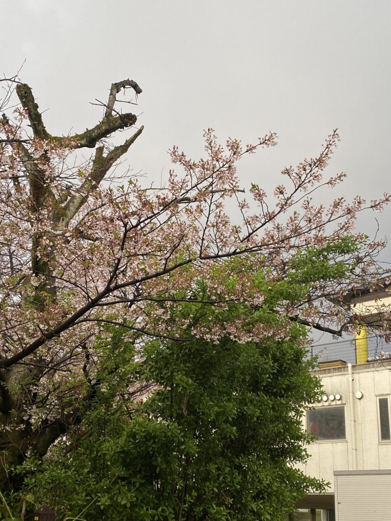春の雨の通り過ぎたあと
