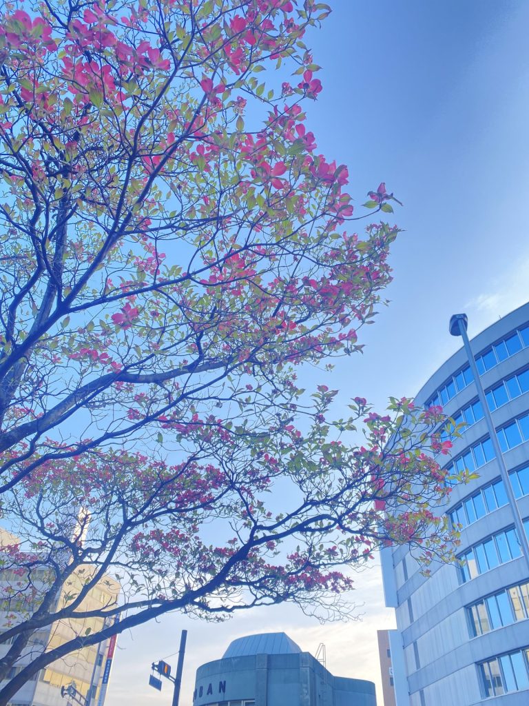 いよいよ日差しが強くなってきました